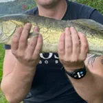 starkis rankose