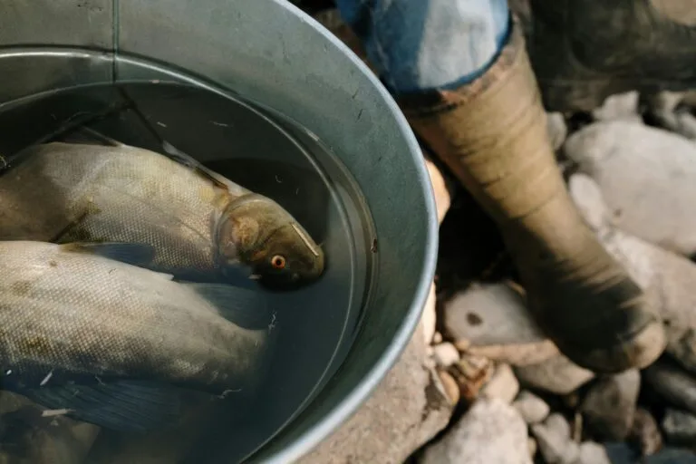 bream