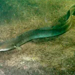 By GerardM - http://www.digischool.nl/bi/onderwaterbiologie/, CC BY-SA 3.0, https://commons.wikimedia.org/w/index.php?curid=284678