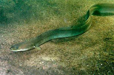 By GerardM - http://www.digischool.nl/bi/onderwaterbiologie/, CC BY-SA 3.0, https://commons.wikimedia.org/w/index.php?curid=284678