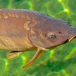karpis