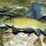 zuvis lynas