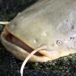 šamas, šamo galva