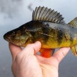 Rankoje atsargiai laikomas ešerys prie vandens